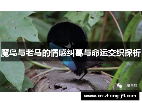 魔鸟与老马的情感纠葛与命运交织探析 魔鸟与老马的情感纠葛与命运交织探析